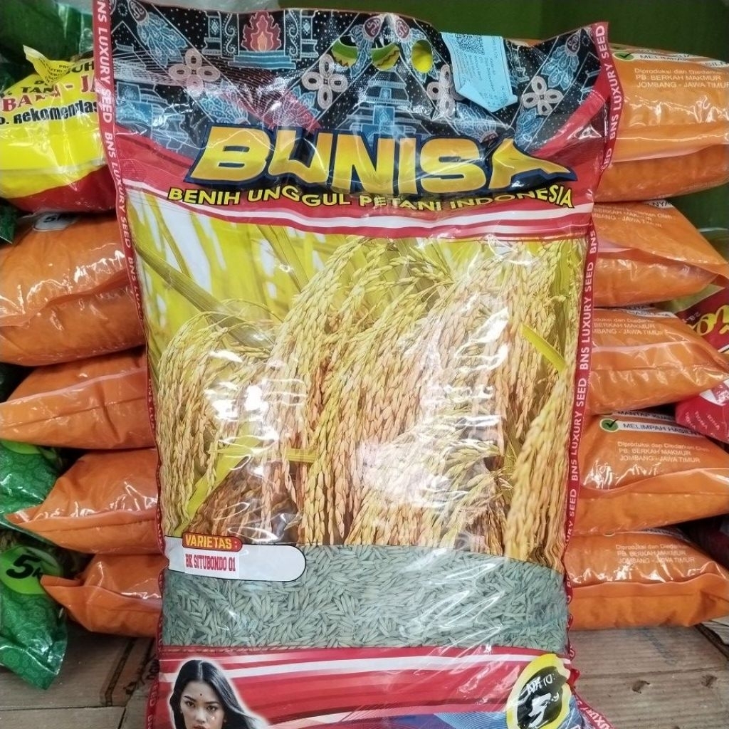 Benih padi super genjah BK Situbondo 01 5 Kg, Benih padi genjah cepat panen, umur panen 75 - 80 hst,