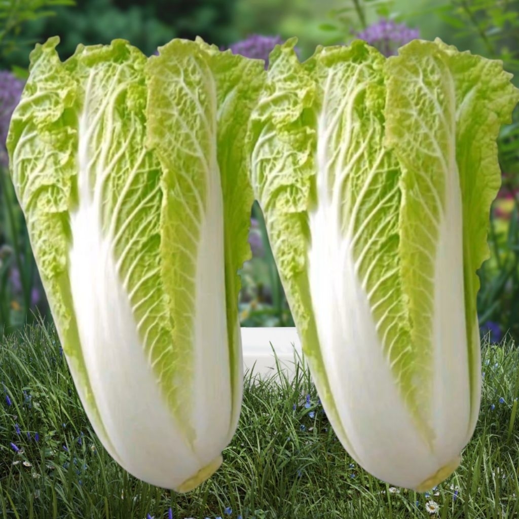 10 Biji Benih Sawi Putih Benih Sawi Putih Siap Semai