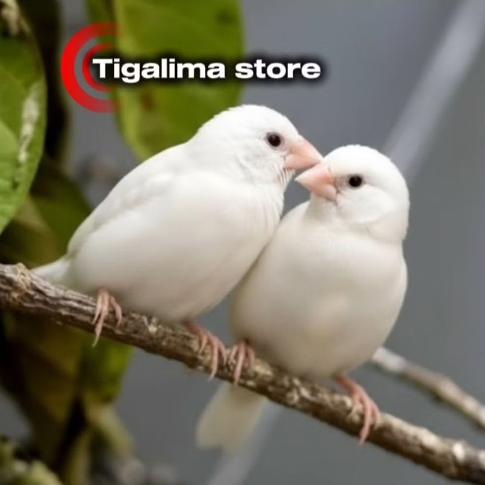 EMPRIT JEPANG FINCH PUTIH POLOS SEPASANG