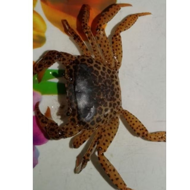 Kepiting hias air tawar Phanter crab atau Parathelphusa Phantera