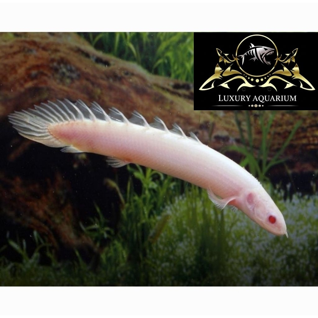 Palmas Senegalus Albino 12cm - Ikan Naga Predator