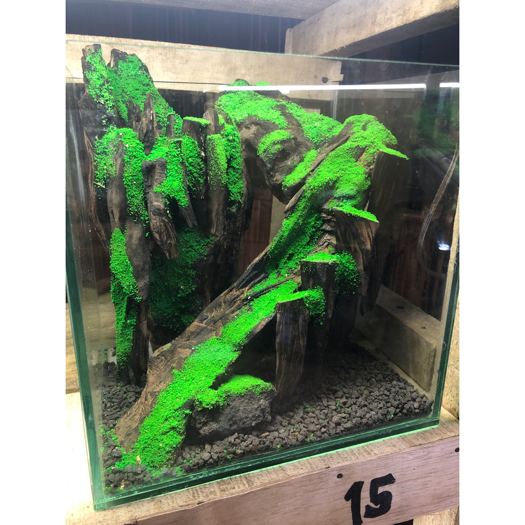 aquascape murah fullset tema avatar size 25x20x25 cm siap pandang tinggal isi air aja