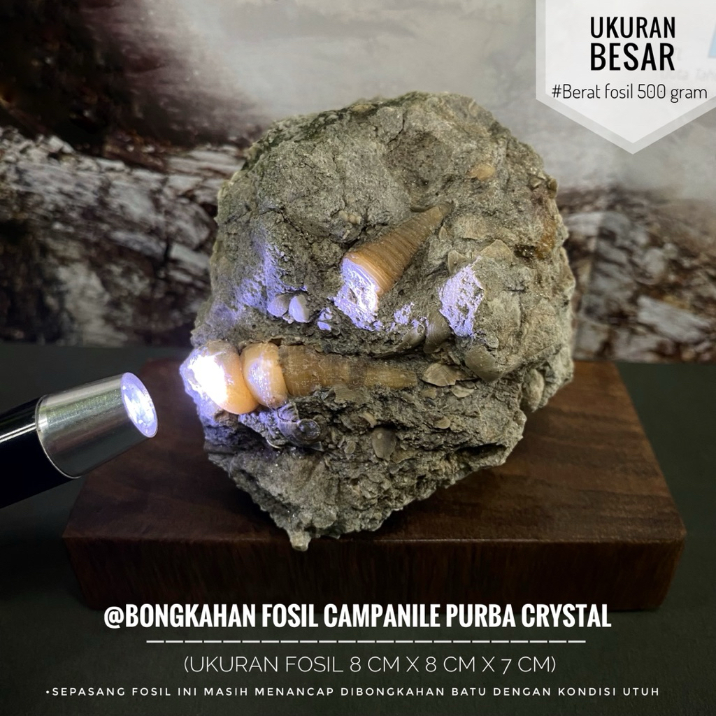Bongkahan Fosil Campanile Purba Crystal B96 atau Sepasang Fosil Keong Tanduk Kristal atau Fossil Tur