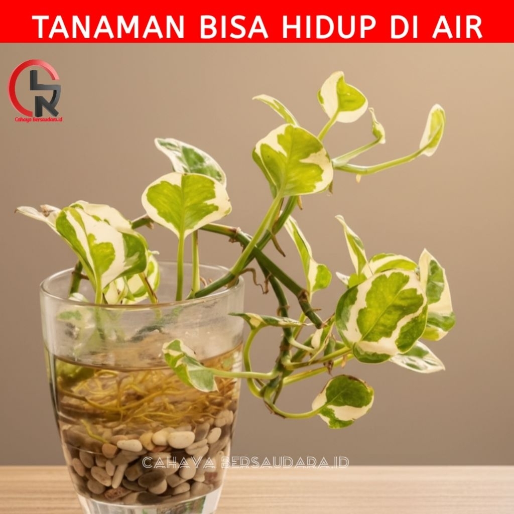 ( BISA COD ) Tanaman Hias Yg Hidup Di Air Tanaman Indoor Tanaman Hidup Dekorasi Rumah Tanaman Air Bu