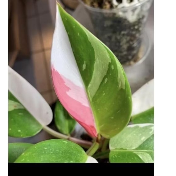 Philodendron white princess