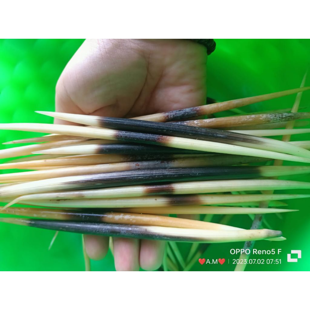 Bolu aksesoris Kalimantan