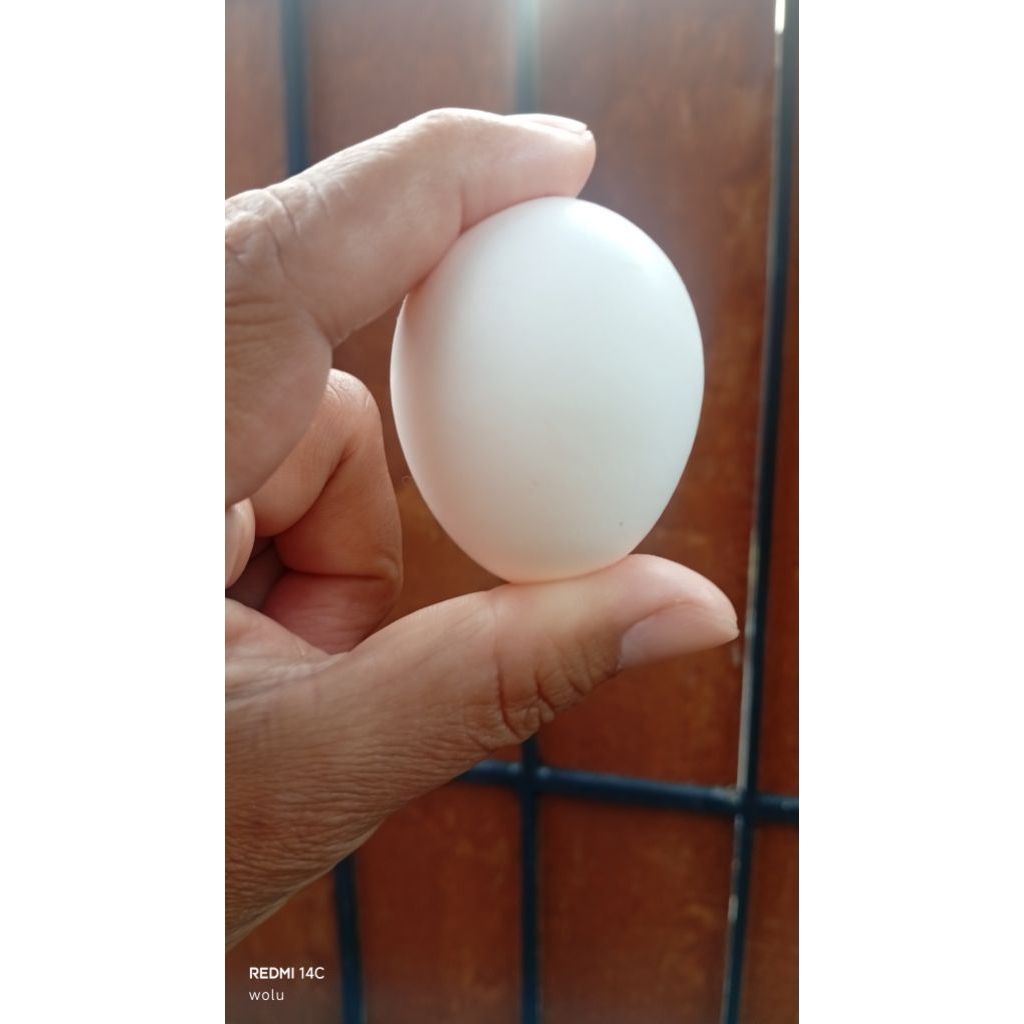 Telur ayam White Leghorn