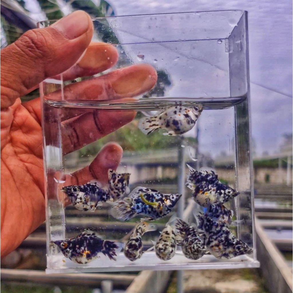 Ikan Molly Marbel BALON JUMBO GRADE A SIAP BERANAK