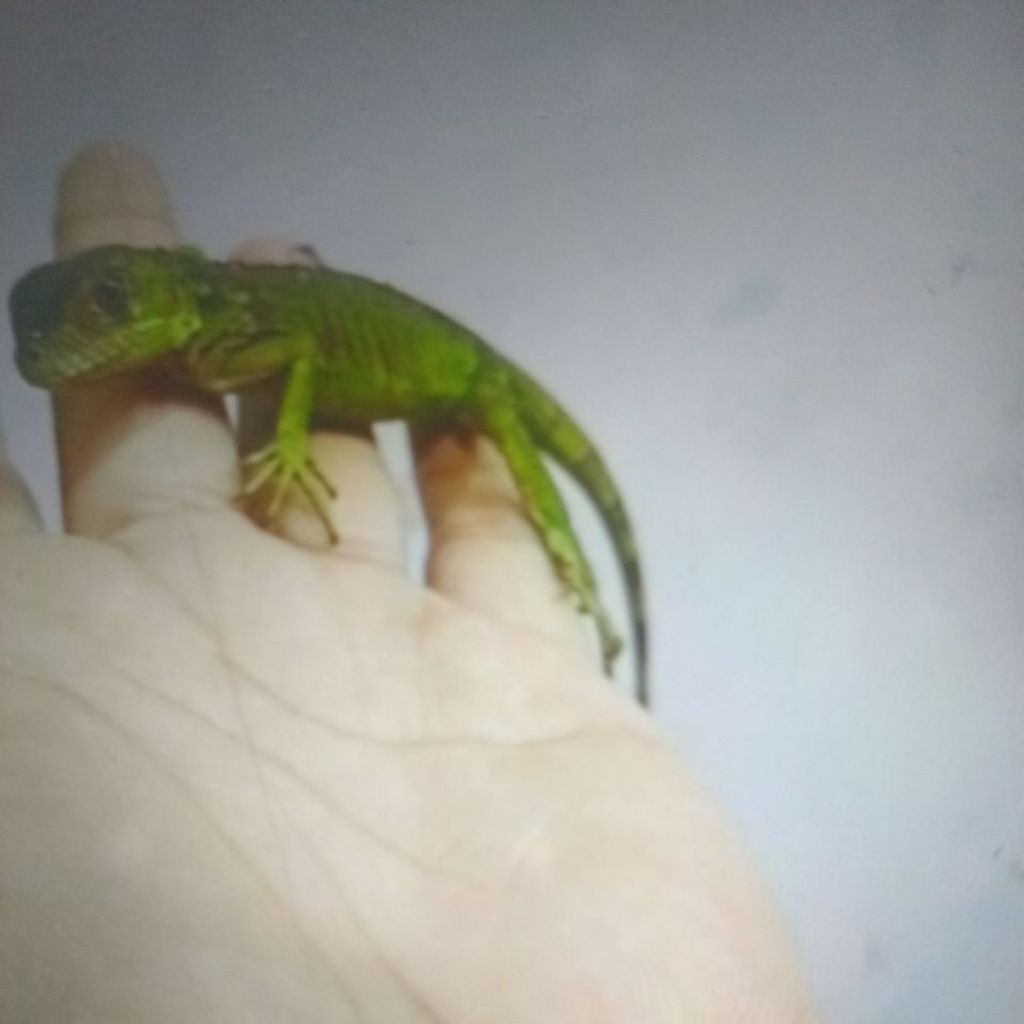 Red Iguana