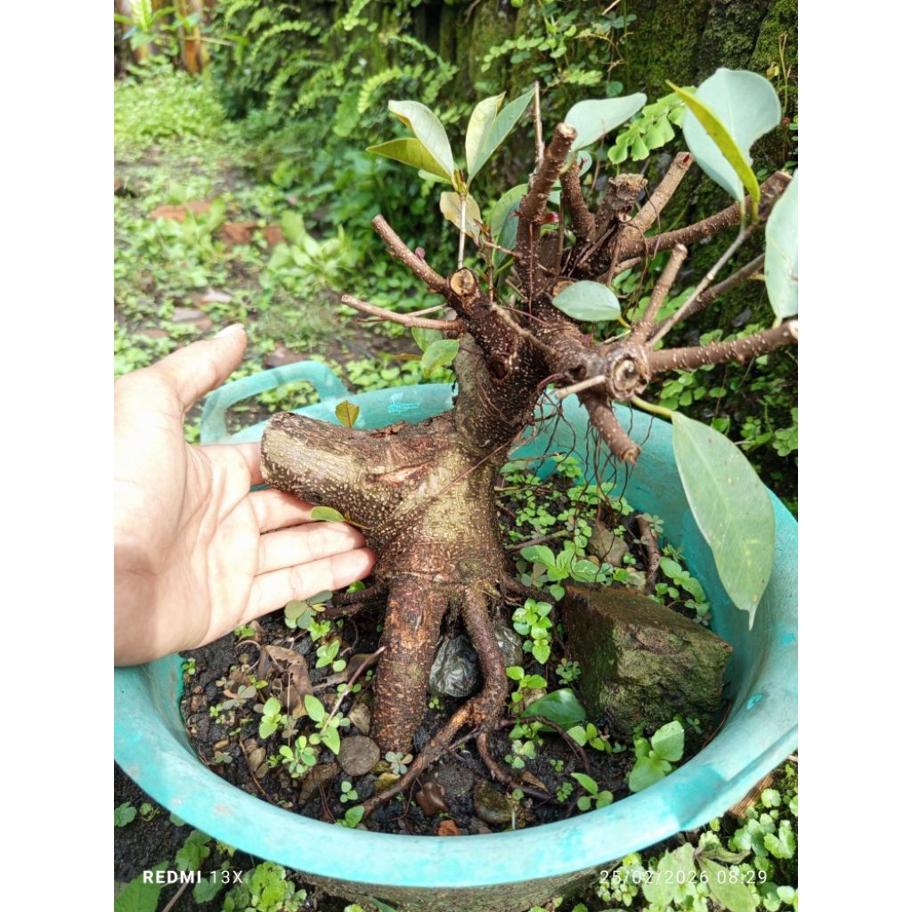 Iprik Bahan Bogel Realpict