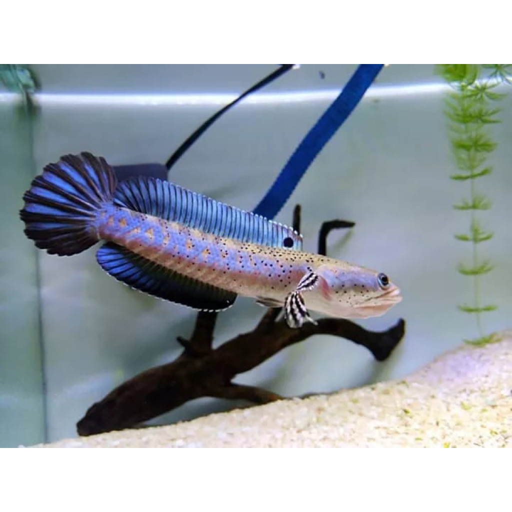 Ikan Channa Blue Pulchra Spek Kontes Grade A