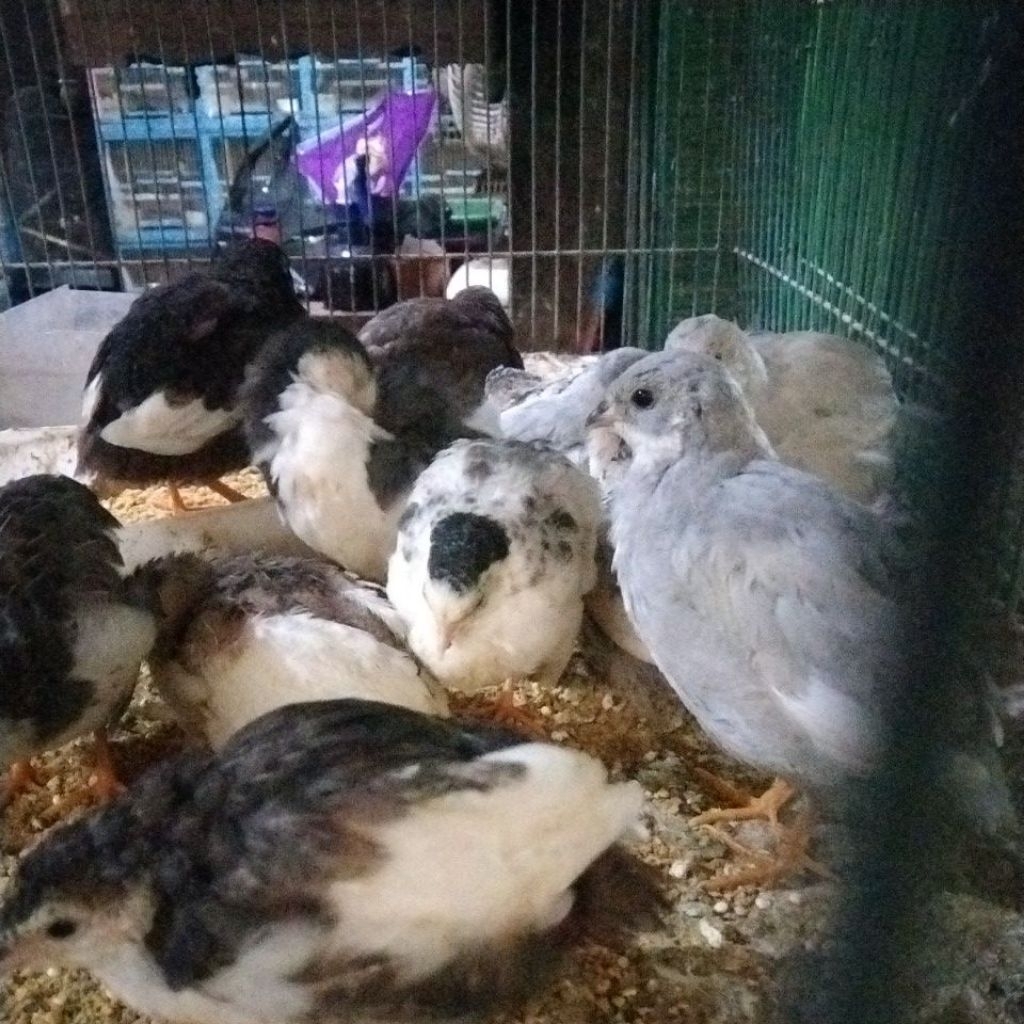 burung puyuh batu SEPASANG warna warni