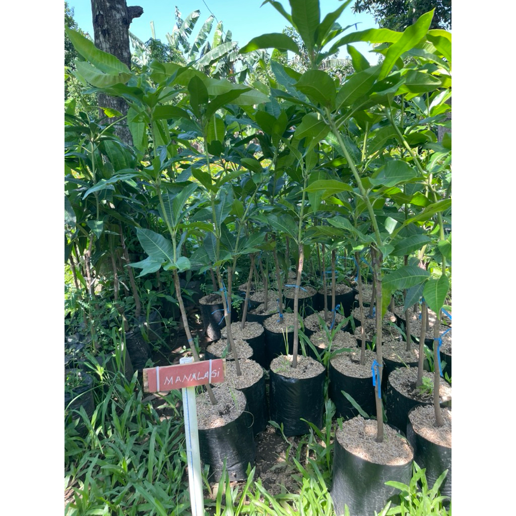 BIBIT MANGGA MANALAGI OKULASI CEPAT BERBUAH