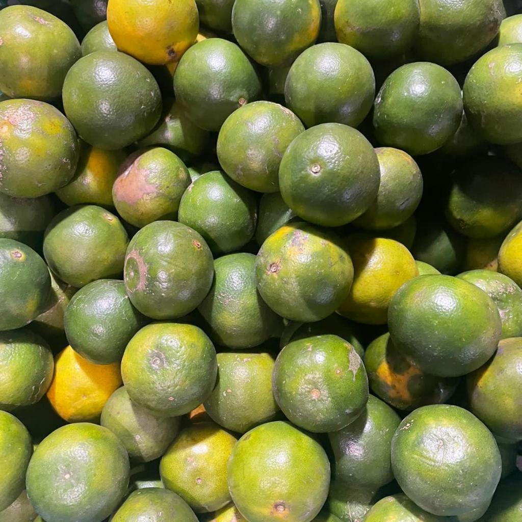 Jeruk peras | Jeruk peras segar | Jeruk peras 1/4 1/2 1kg