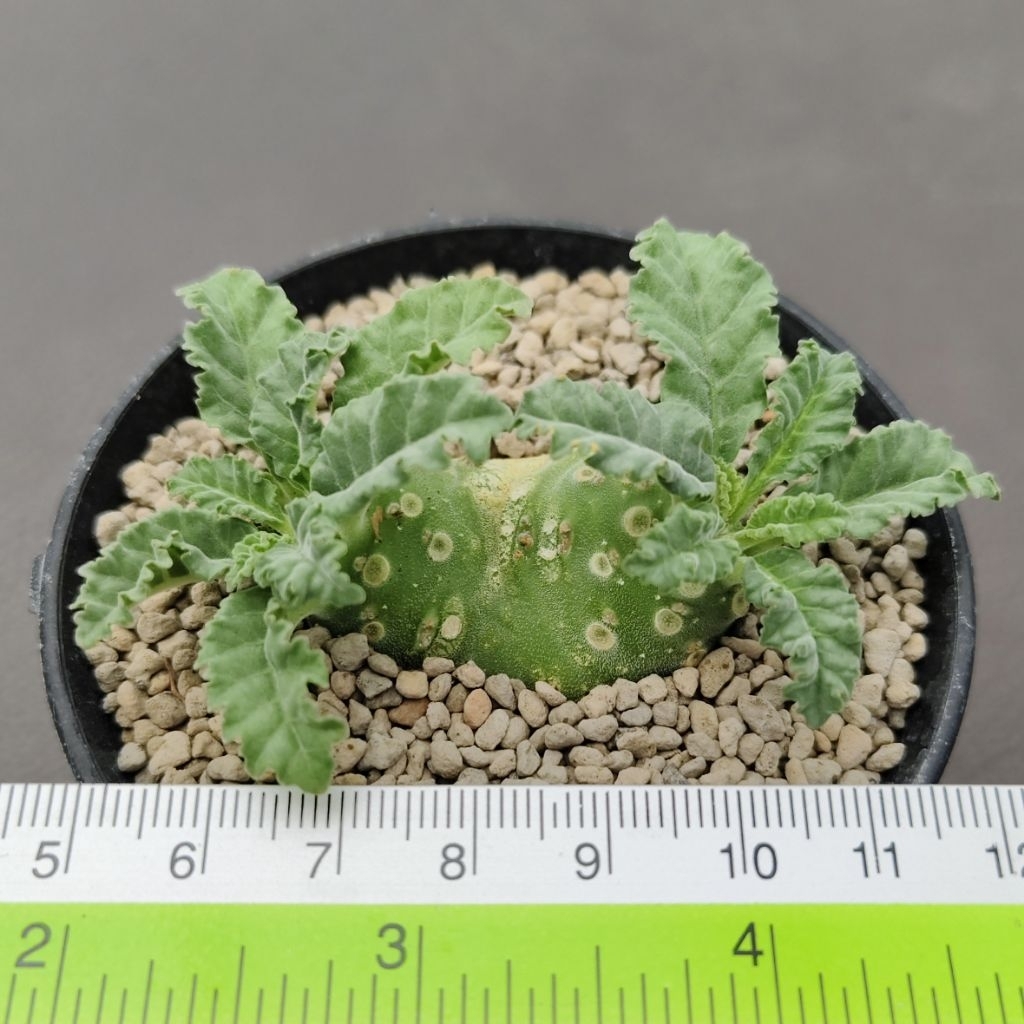 Tanaman Sukulen Dorstenia lavrani ukuran kecil