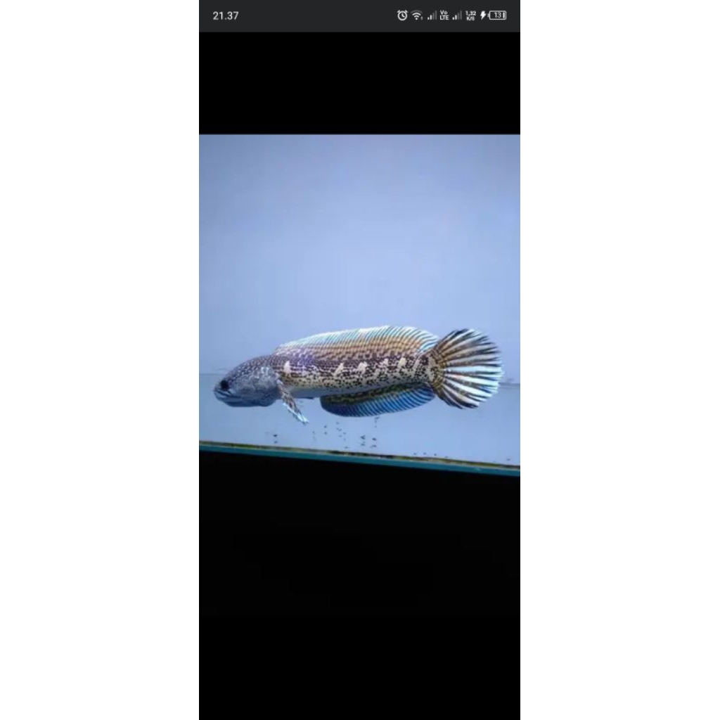 channa Auranti sz 14-15 cm