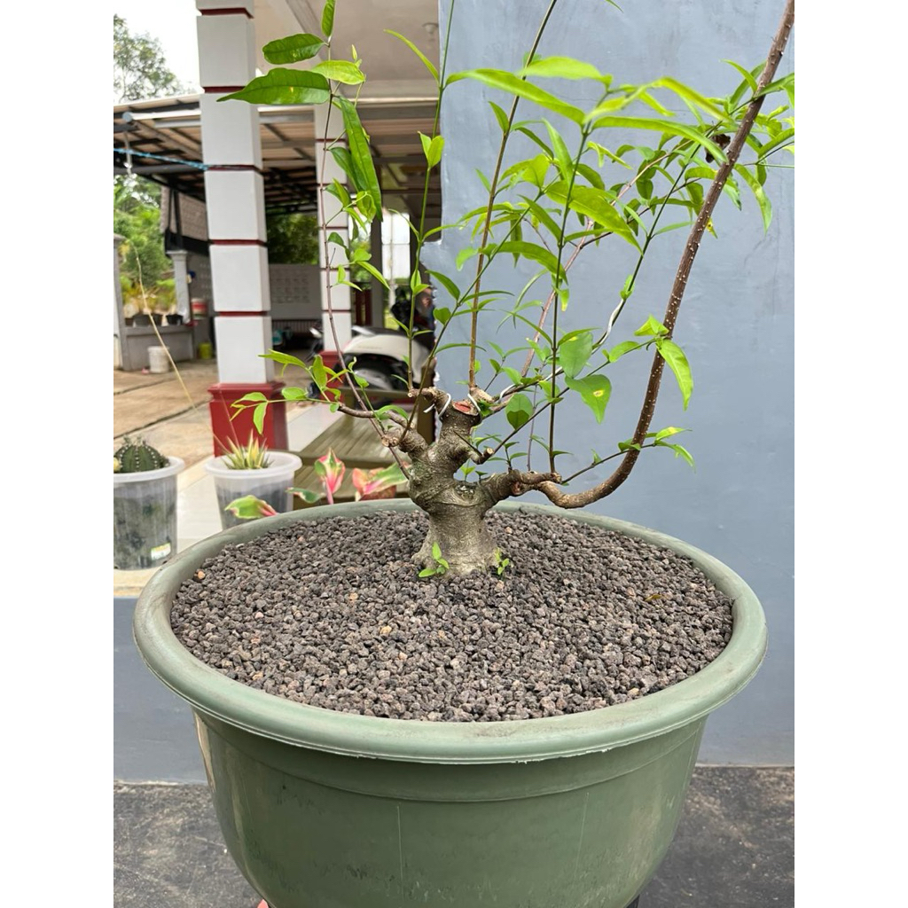 Bahan bonsai anting putri mame