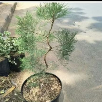 Tanaman Cemara Udang - Daun Rimbun, Tahan Panas, Cocok untuk Bonsai