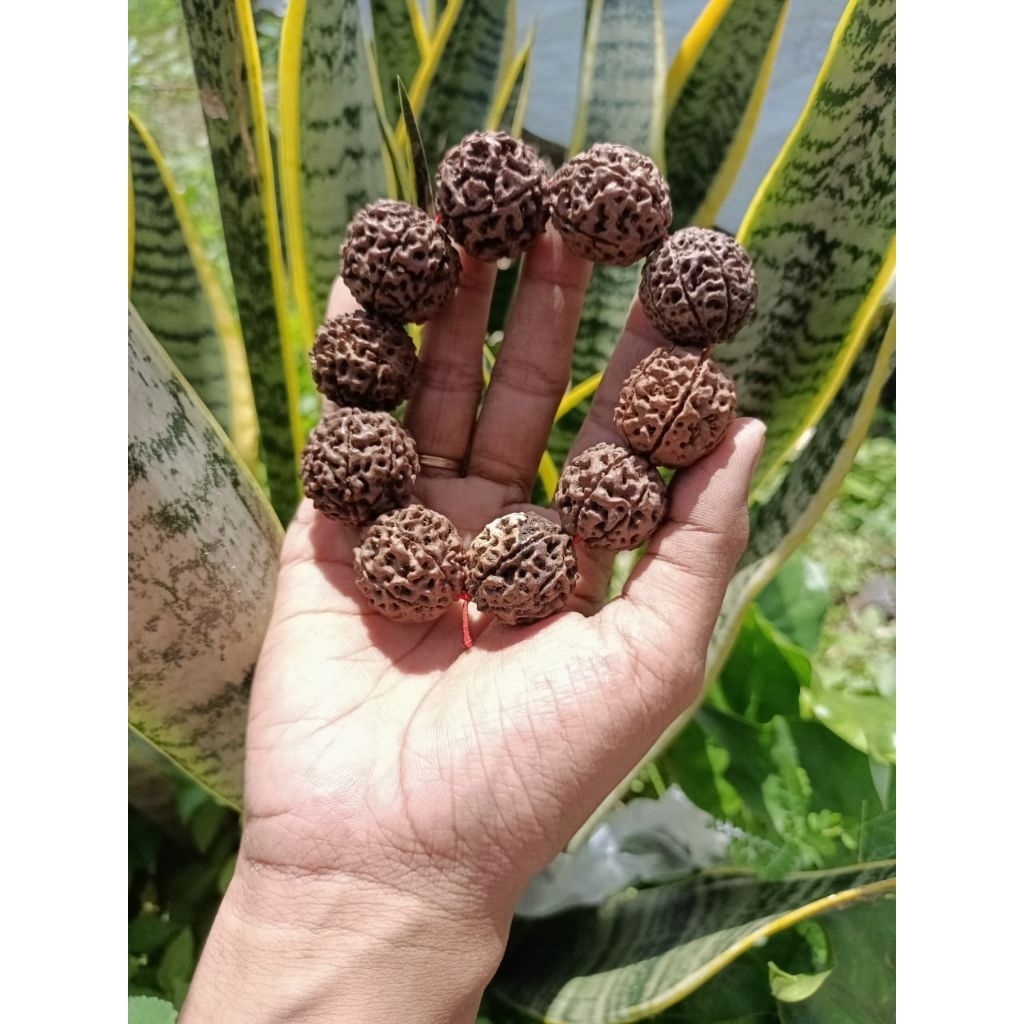 gelang biji Jenitri jumbo