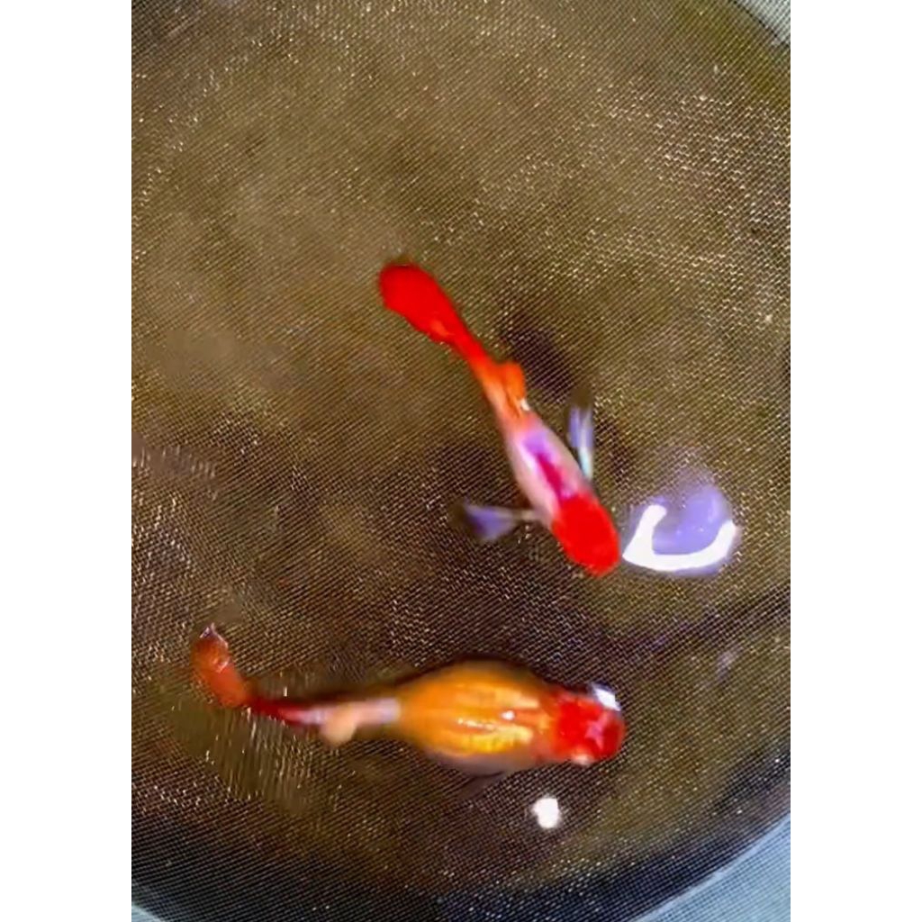 Guppy albino PRT koi big ear/ pasang