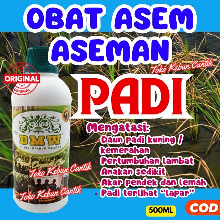Pupuk Organik Cair Padi Rawa | POC BMW Netralisir Tanah Asam Gambut