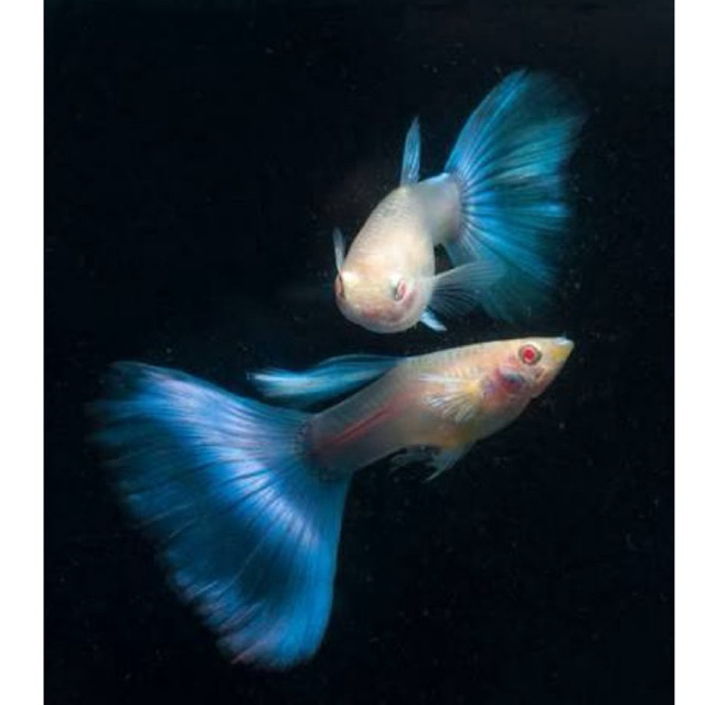 sepasang guppy blue sky