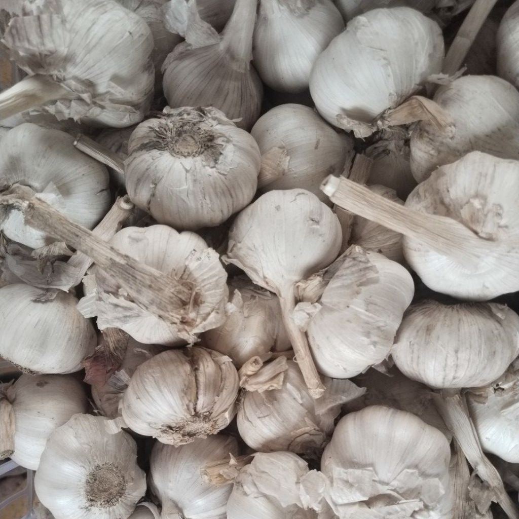 bawang putih honan kotor