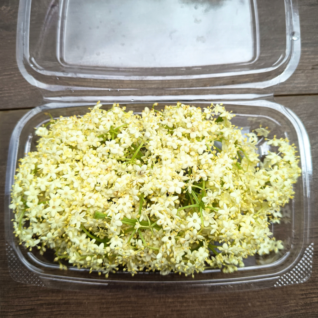 Edible Flower Elder Flower FRESH Akar Wangi | Garnish Makanan | Garnish Minuman | Bunga Bisa Dimakan