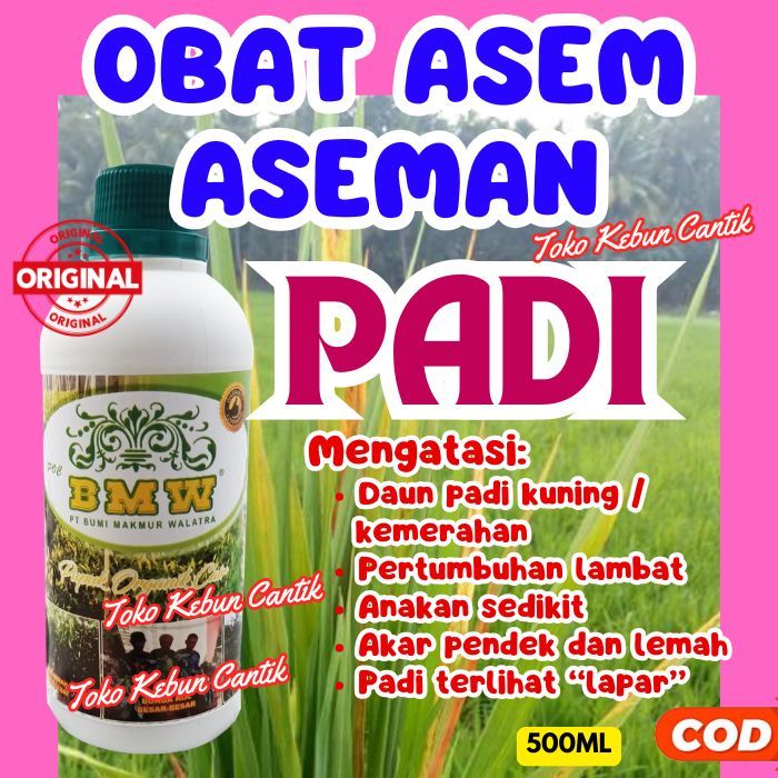 POC BMW Pupuk Padi Rawa | Tanah Masam Netral, Panen Lebih Berat