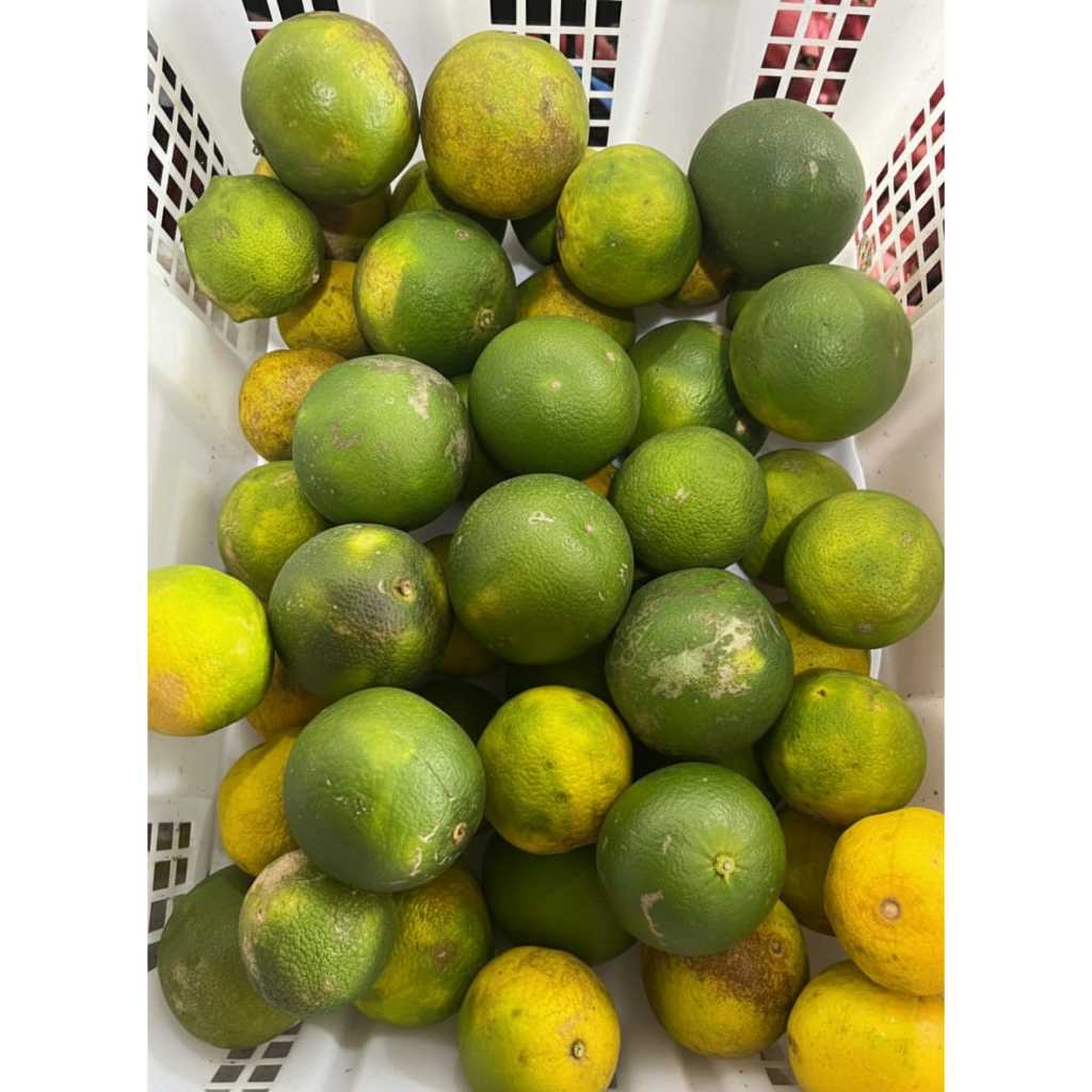 Jeruk baby java, jeruk baby java segar 1kg