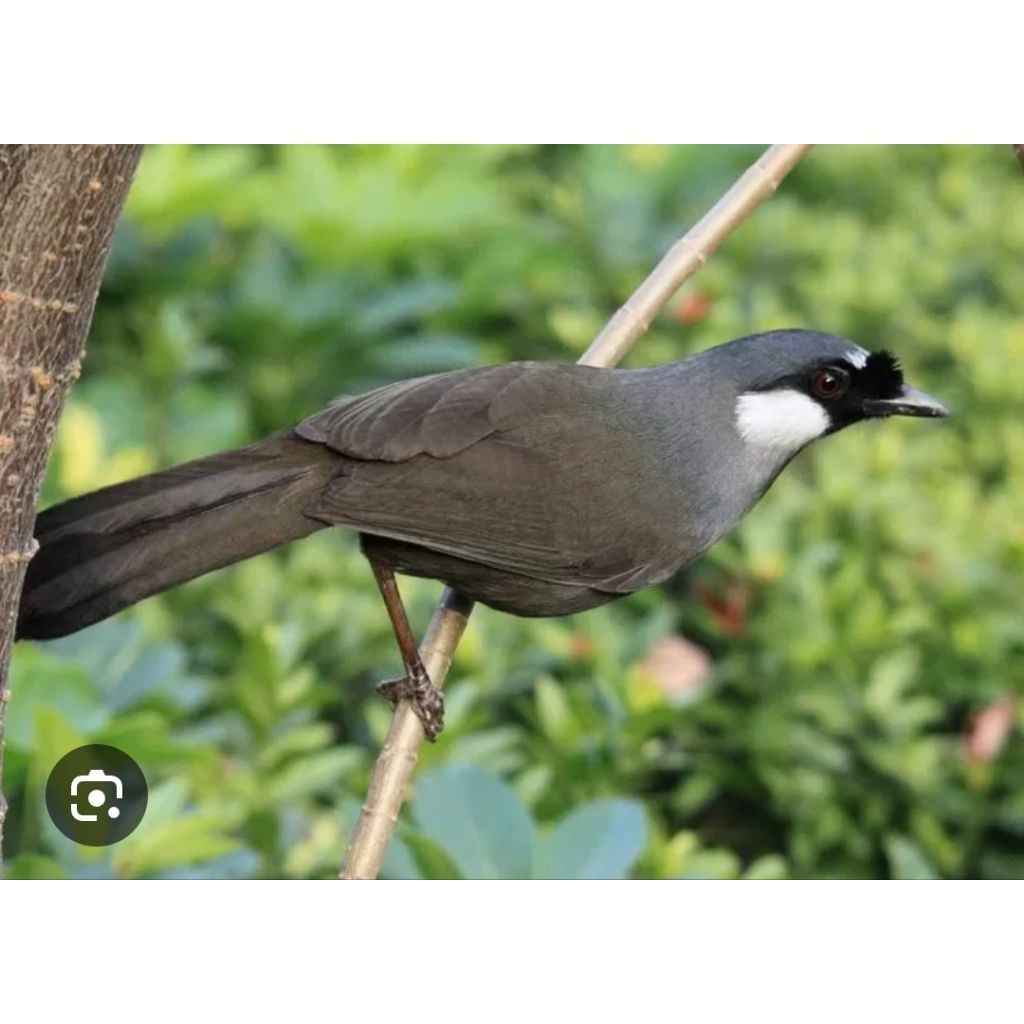 ready Poksay Hongkong gacorr