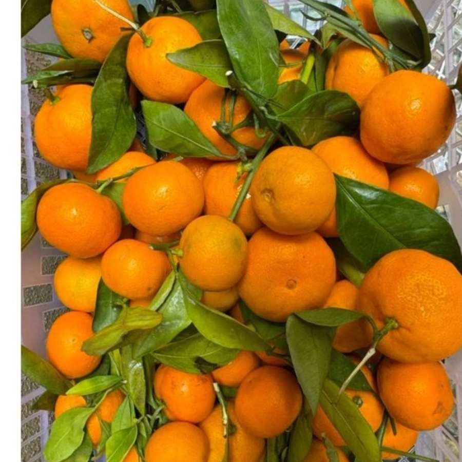 JERUK SANTANG DAUN 1 KRAT - Buah Jeruk Santang Import 1 keranjang