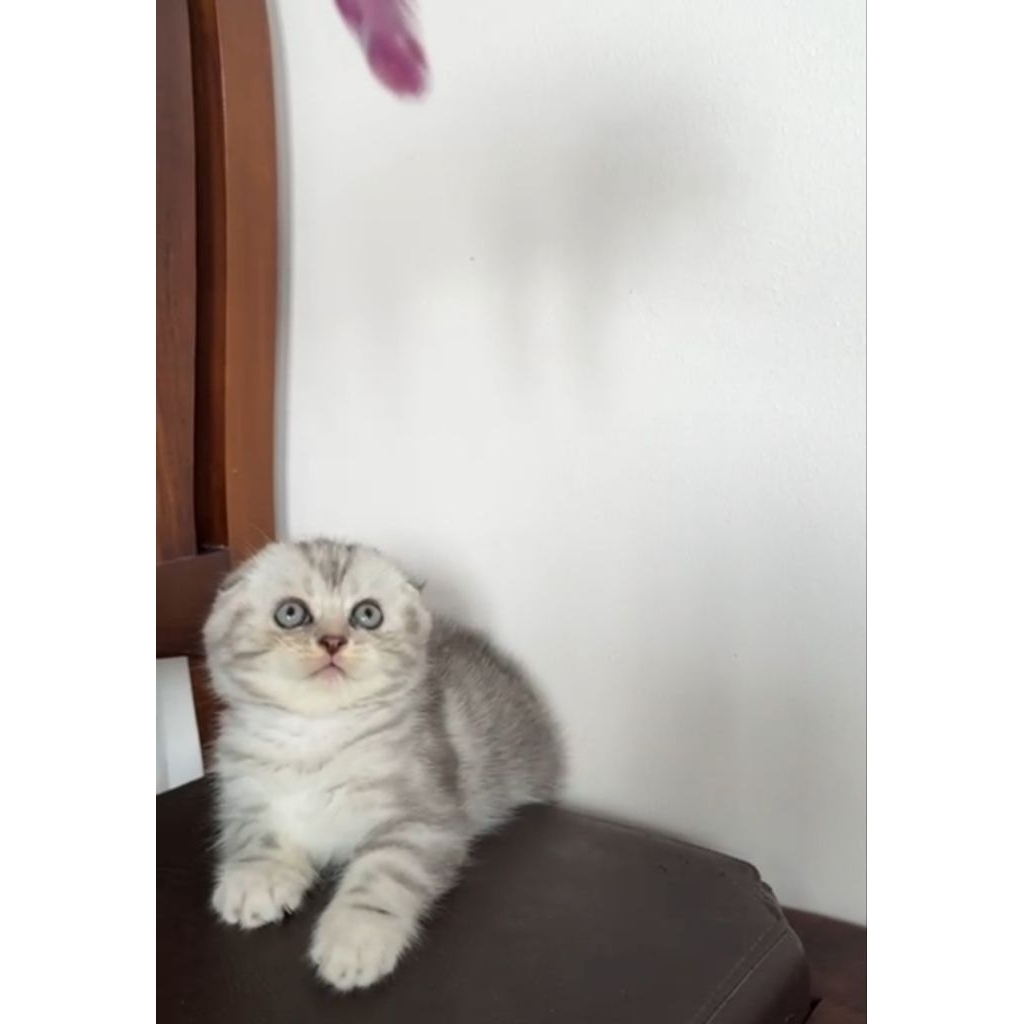 Scootish fold jantan