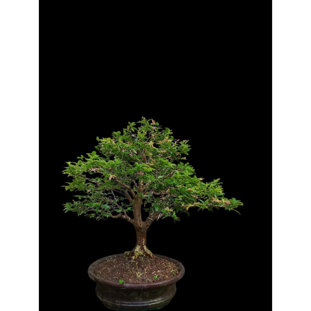 bonsai anggur brazil kupa landak spesial