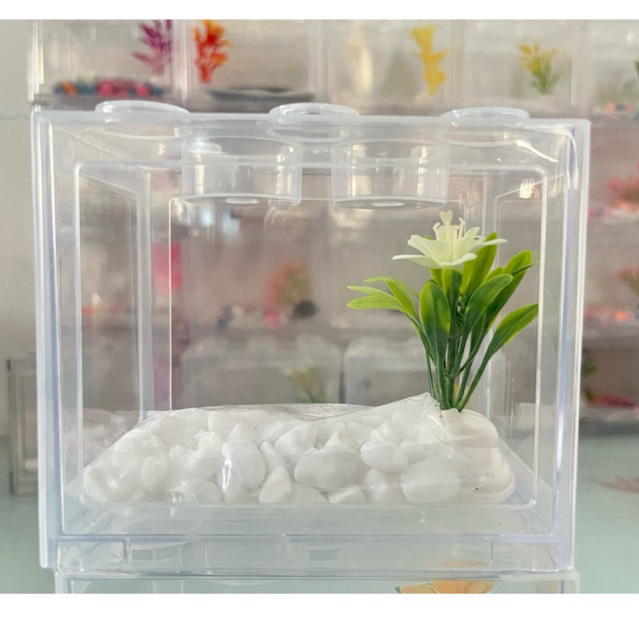 aquarium lego cupang