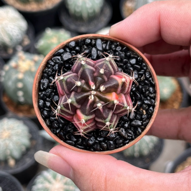 Kaktus gymno daydream hybrid variegata
