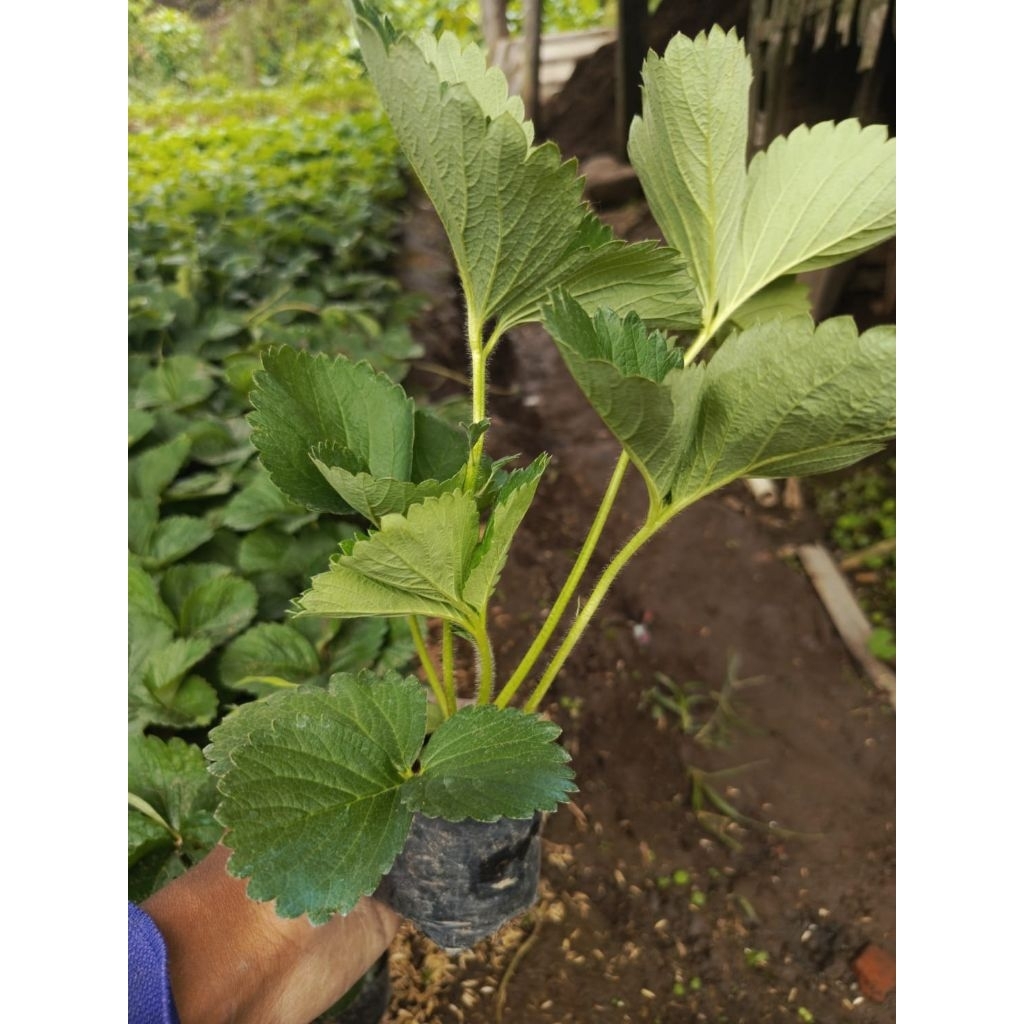 bibitfresh strawberry sagahonoka