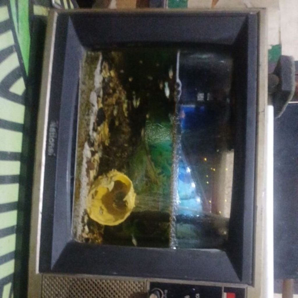 aquarium clasik dan ikan piranha