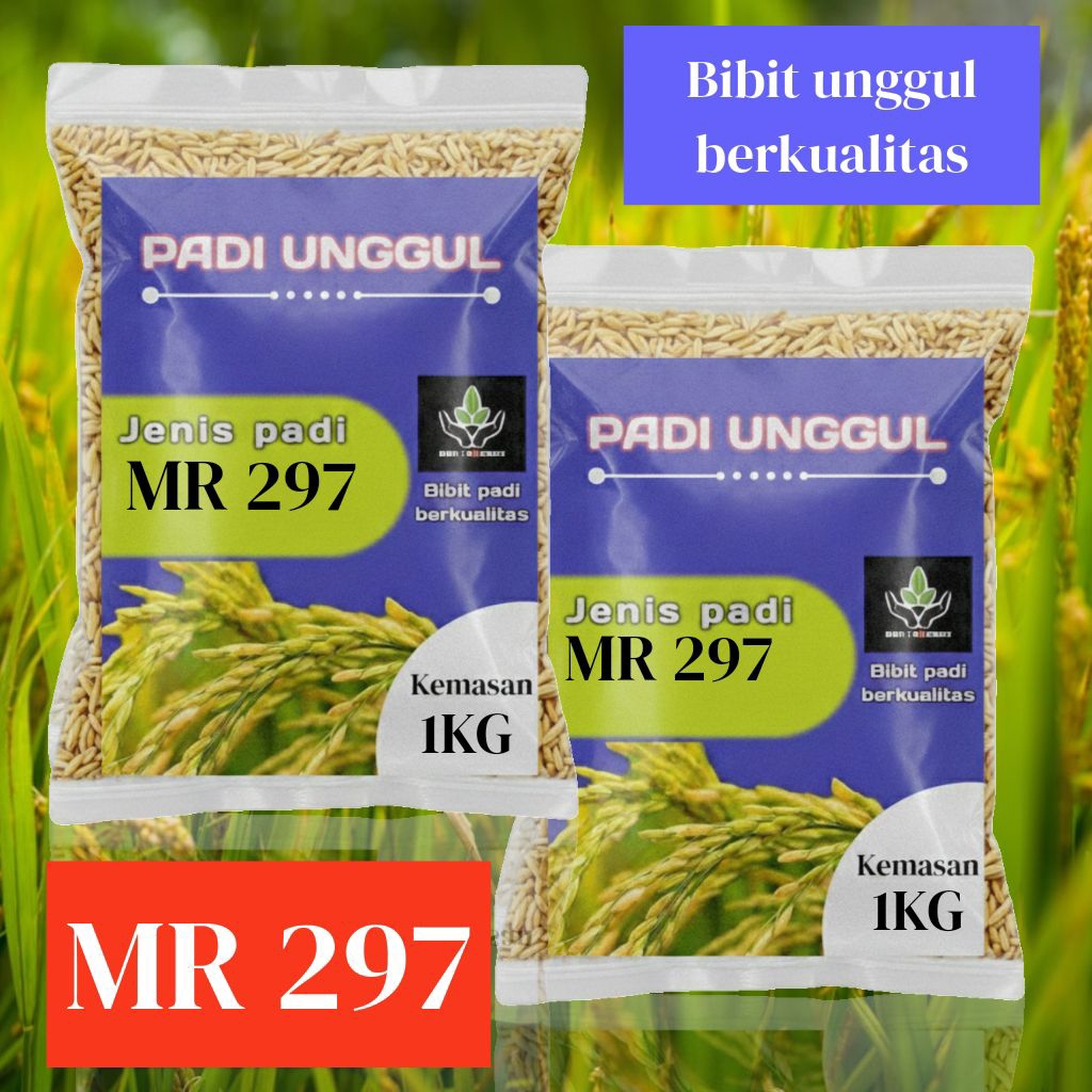 BIBIT PADI UNGGUL MR 297 ORIGINAL KUALITAS PREMIUM KEMASAN 1 KG