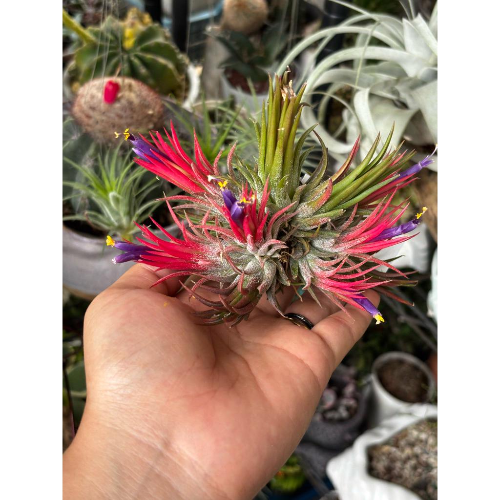tilandsia ionantha