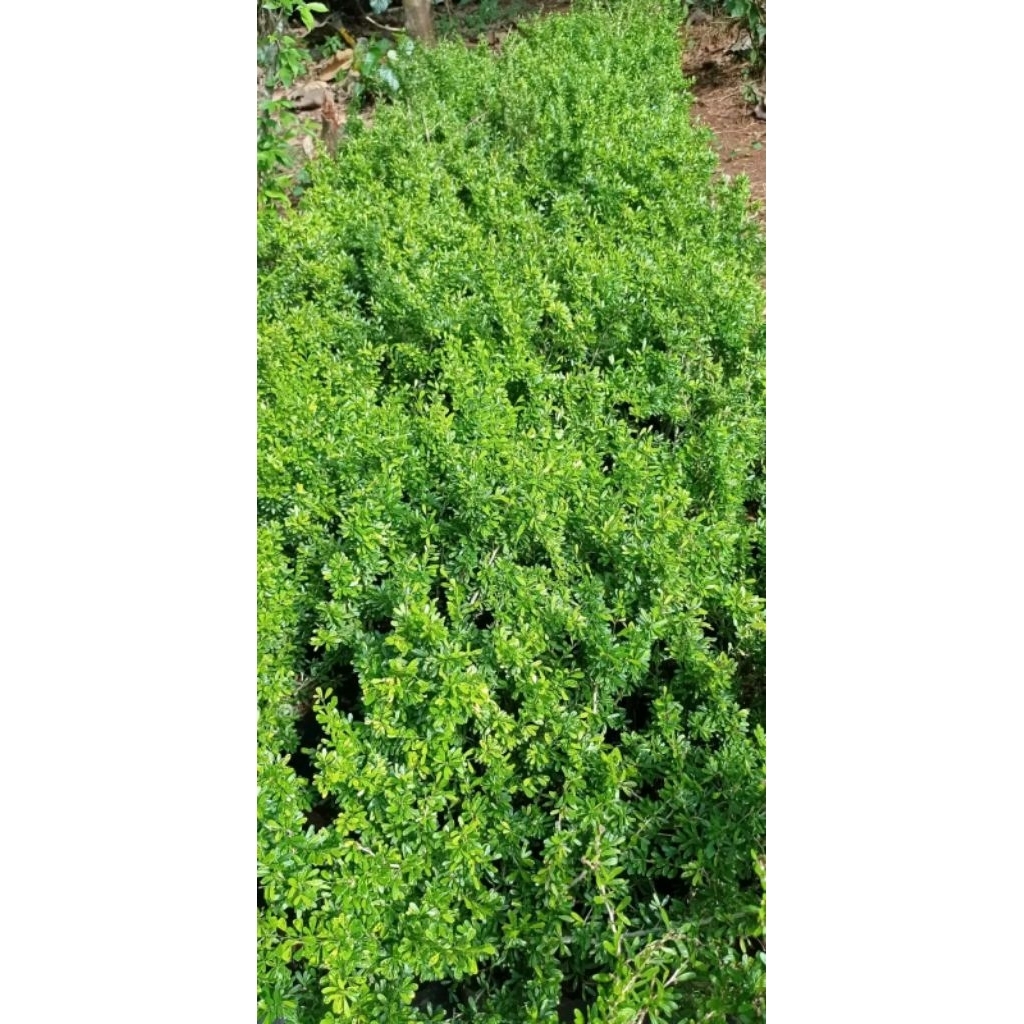 ZEN PRODUCTIONS saeng simbur super micro varigata hasil budidaya cangkok tinggi ±40cm PREMIUM