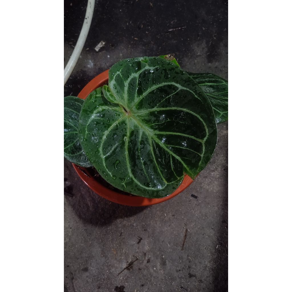 Anthurium King Of Spades