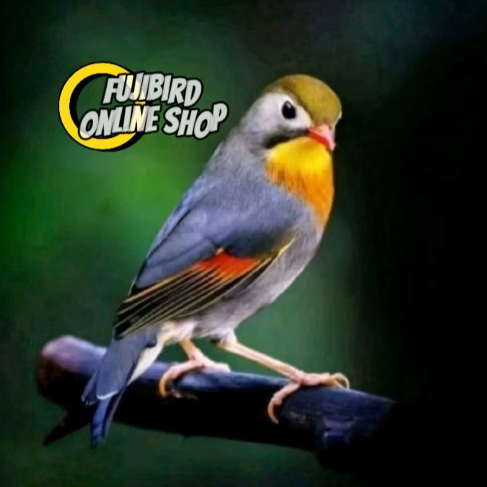 ROBIN REAL JANTAN BUNYI