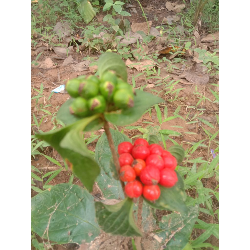 bibit tanaman herbal gadung tikus