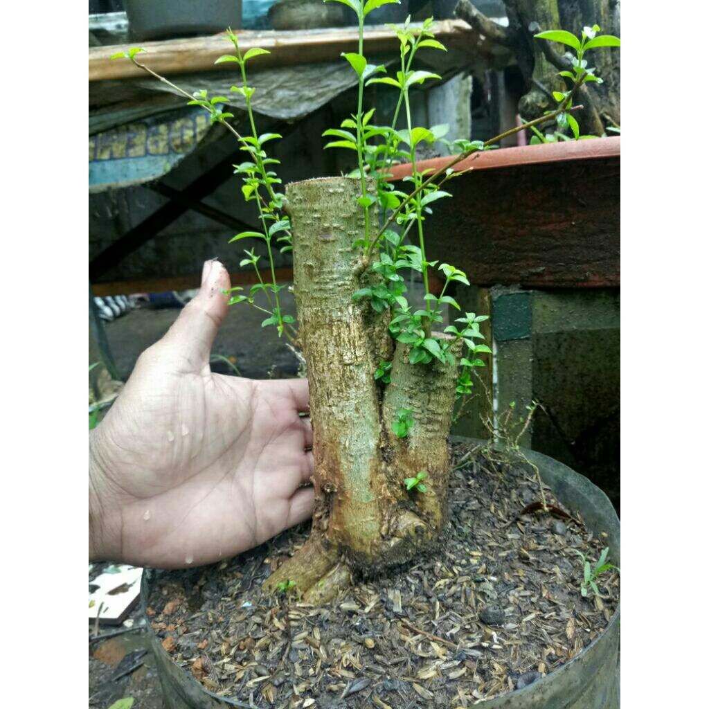 anting putri bonggol