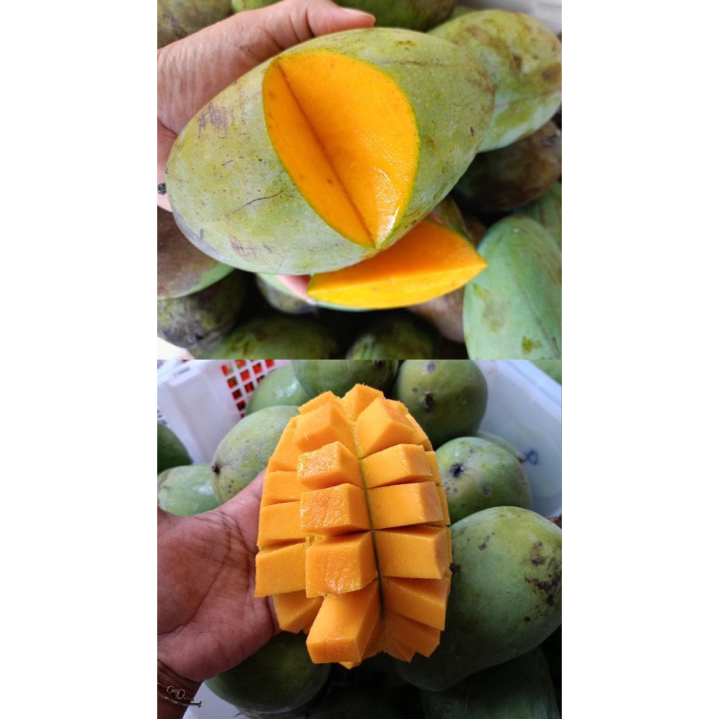 MANGGA HARUMANIS & PAKEL Hr 1kg