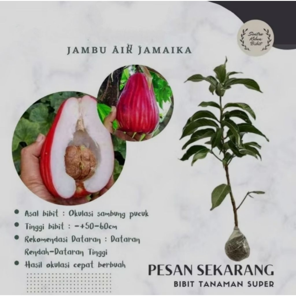bibit jambu air jamaika hasil okulasi,bibit jambu bol jamaika,bibit jambu jamaika super jumbo