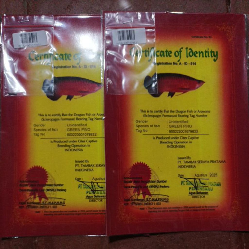 sertifikat arwana green pino