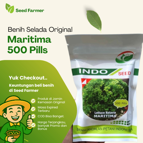 Benih Selada Hijau Batavia Maritima 500 Pills Original Pabrik Indoseed