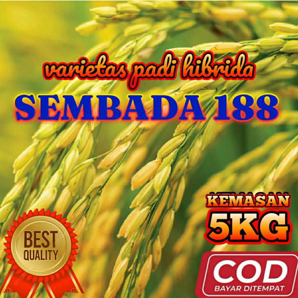 BENIH BIBIT PADI HIBRIDA SEMBADA 188 UNGGUL BERKUALITAS KEMASAN 5 KG